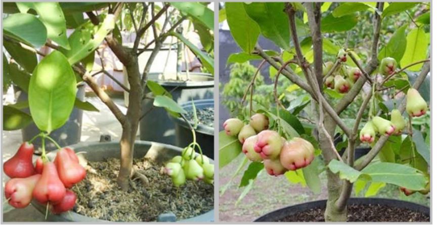 ছাদে সহজে জামরুল চাষের উপায়