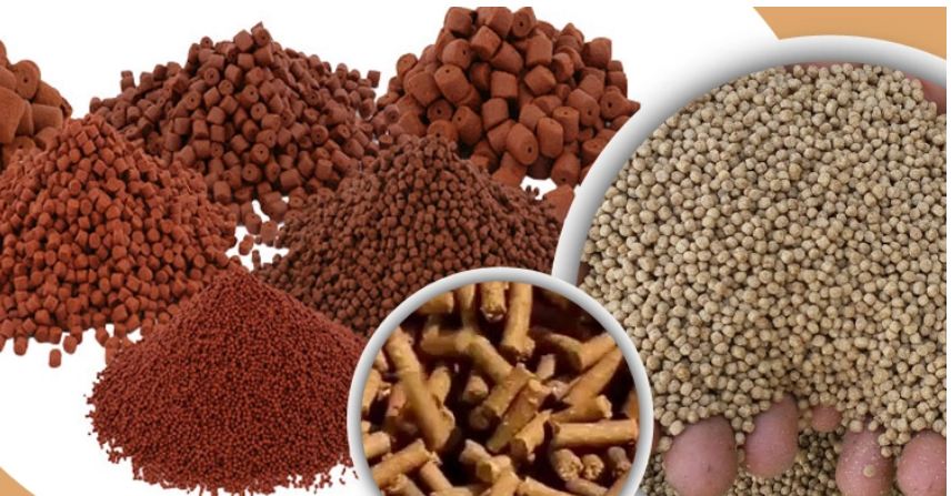 মাছের খাবার সংরক্ষণের সঠিক উপায় জেনে নিন