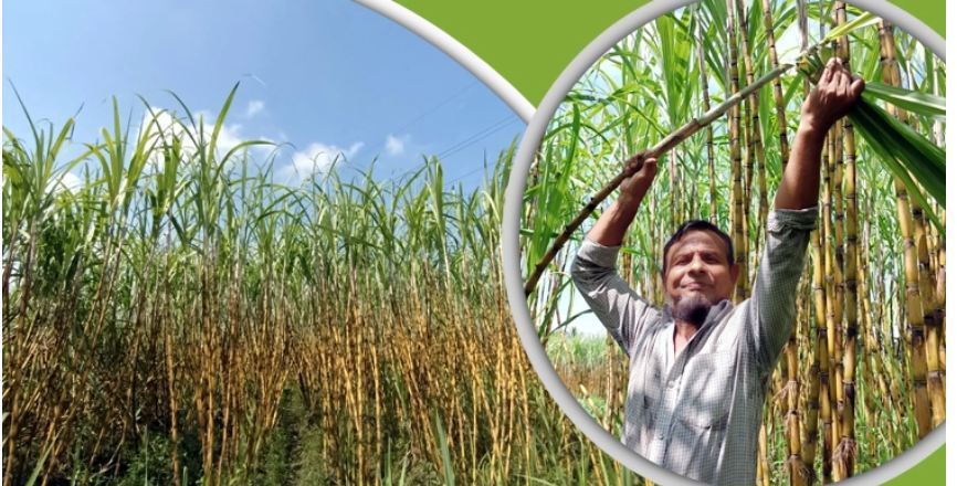 আখ চাষে স্বাবলম্বী হচ্ছেন কালীগঞ্জের চাষিরা