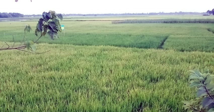 ‌‌‌‌‌‌‌‌‌‌‌‘পাতামোড়ানো’ পোকার আক্রমণে দুশ্চিন্তায় ধান চাষিরা