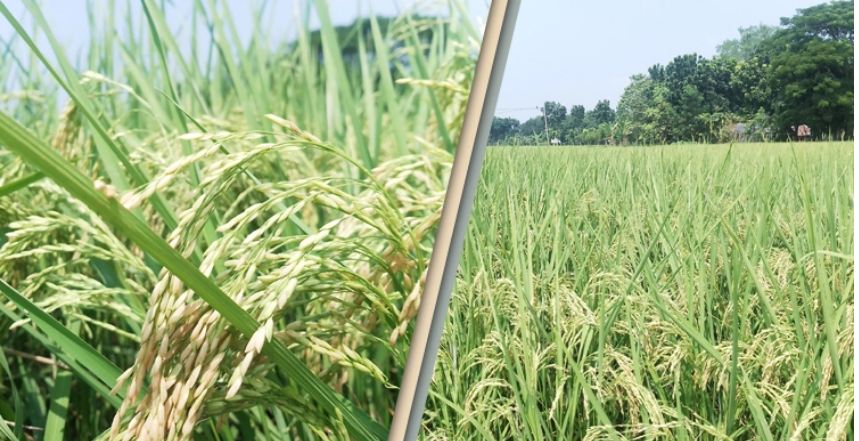 মাগুরায় রোপা আমনের ব্যাপক ফলন