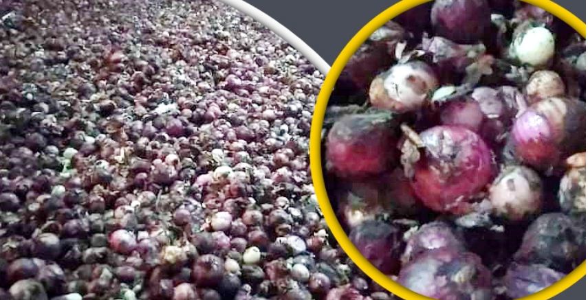 হিলিতে গুদামেই পচছে পেঁয়াজ, ১০ টাকা কেজি দরে বিক্রি