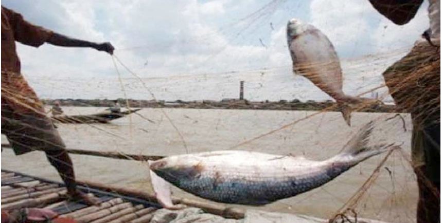 ইলিশ ধরায় নিষেধাজ্ঞা মধ্যরাত থেকে