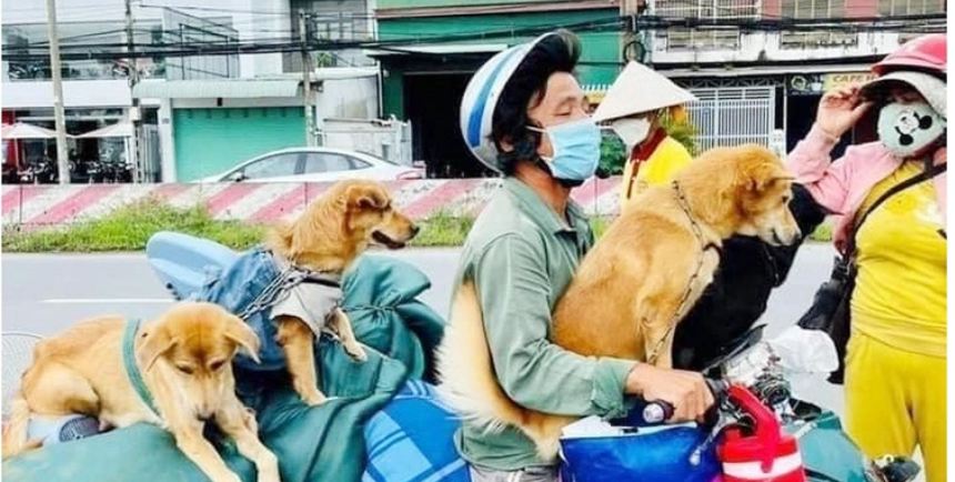 করোনা ‘ঠেকাতে’ কুকুর-বিড়াল হত্যা