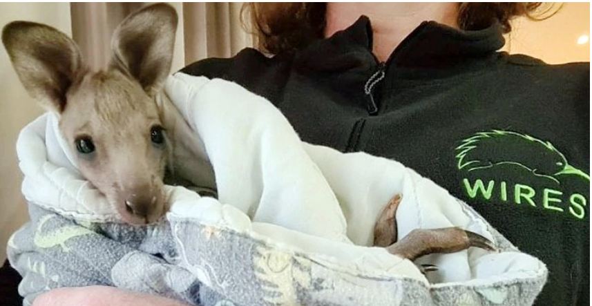 অস্ট্রেলিয়ায় ১৪ ক্যাঙ্গারু হত্যার অভিযোগে ২ কিশোর আটক