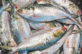 দুর্গাপূজা উপলক্ষে গত ১০ দিনে বেনাপোল বন্দর দিয়ে ৯৪৫ মেট্রিক টন ইলিশ রপ্তানি হয়েছে ভারতে