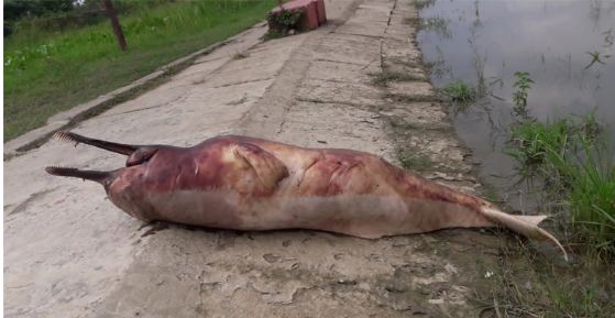 হালদা থেকে আরেকটি মৃত ডলফিন উদ্ধার