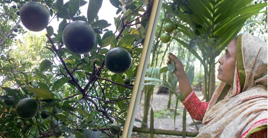 কমলা চাষে পঞ্চগড়ের শেফালির সাফল্য