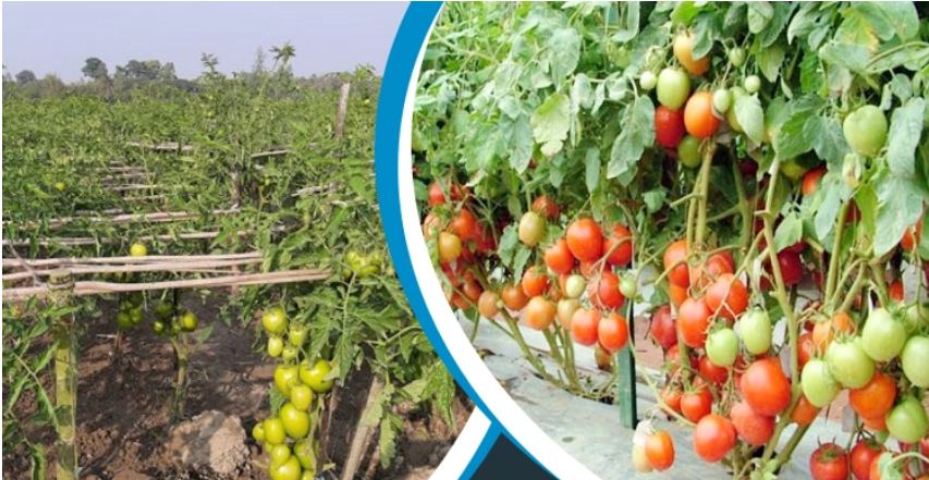 শীতকালীন টমেটো চাষ করবেন যেভাবে