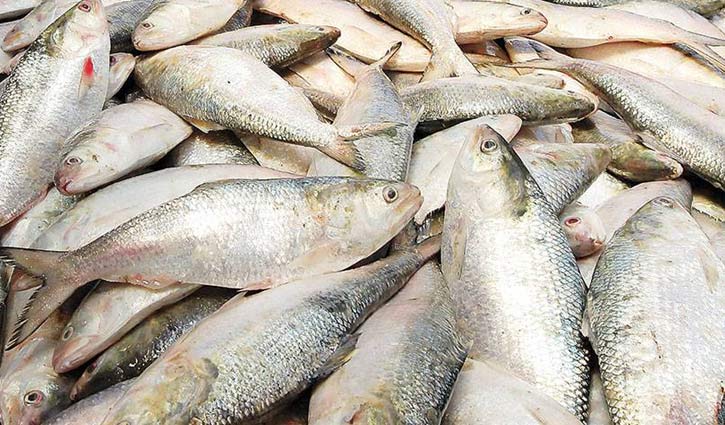 নিষিদ্ধ সময়ে পদ্মা-যমুনার পাড়ে বসছে ইলিশের হাট