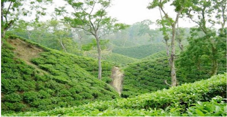 মৌলভীবাজারে চালু হচ্ছে ট্যুরিস্ট বাস