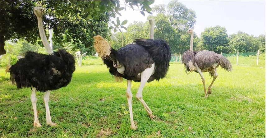 মাংসের বাজারে জায়গা নেবে উটপাখি!