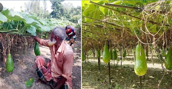 লাউ চাষে বছরে ৭০ হাজার টাকা আয়