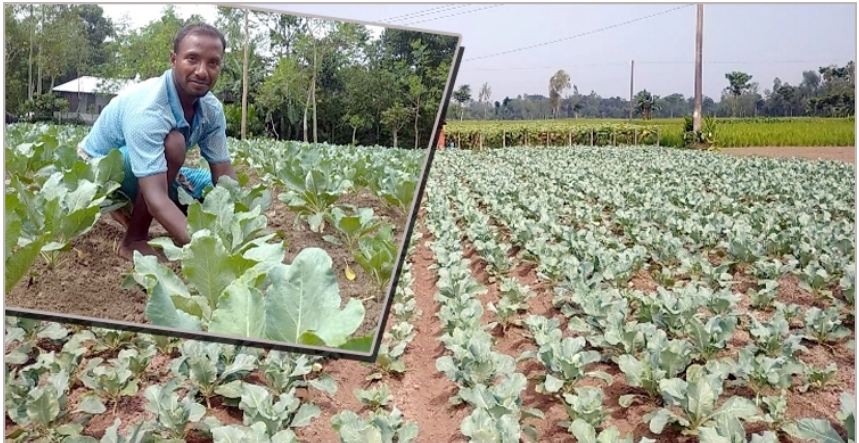 কুড়িগ্রামে আগাম ফুলকপি চাষে ব্যস্ত কৃষকরা