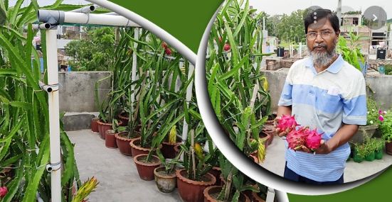 ছাদে ড্রাগন চাষে অবসরপ্রাপ্ত ব্যাংকারের চমক