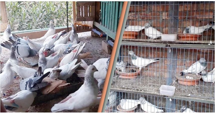 জেনে নিন কবুতর পালনের সহজ উপায়