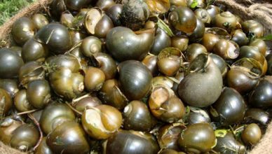 পাবনায় পাঁচ মাসে ৫ কোটি টাকার শামুক বিক্রি