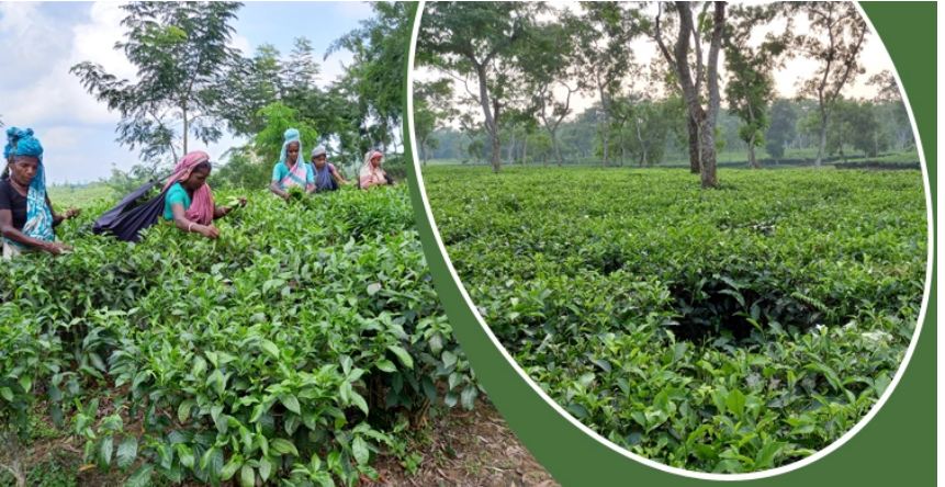 দেশে বাড়ছে চায়ের উৎপাদন