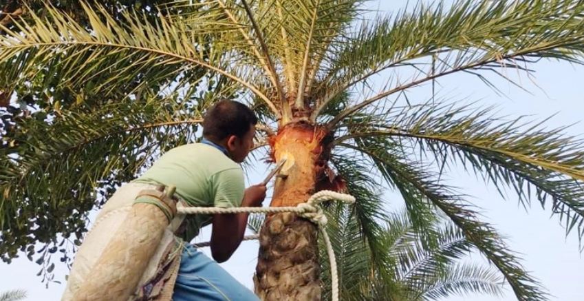 শীতের আগমনী বার্তায় খেজুর গাছ প্রস্তুতে ব্যস্ত গাছিরা