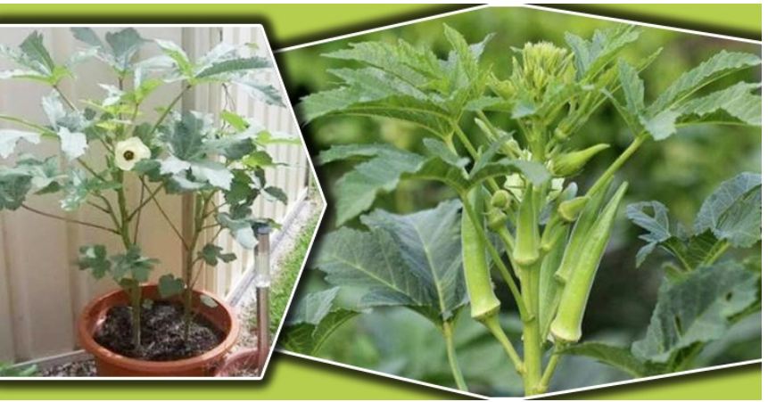 সহজে টবে ঢেঁড়শ চাষ করবেন যেভাবে