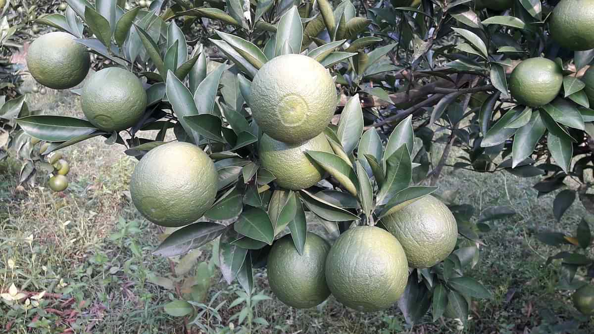 মাল্টা চাষে সফল হতে চান মোস্তফা