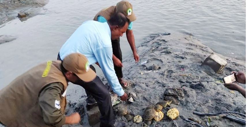 পটুয়াখালীতে উদ্ধার ৫৪ কচ্ছপ নদীতে অবমুক্ত