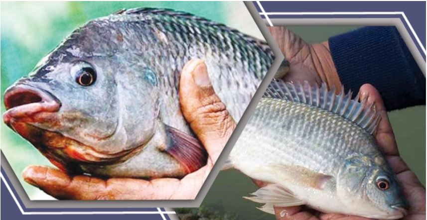 তেলাপিয়া মাছ রোগাক্রান্ত হলে যা করবেন