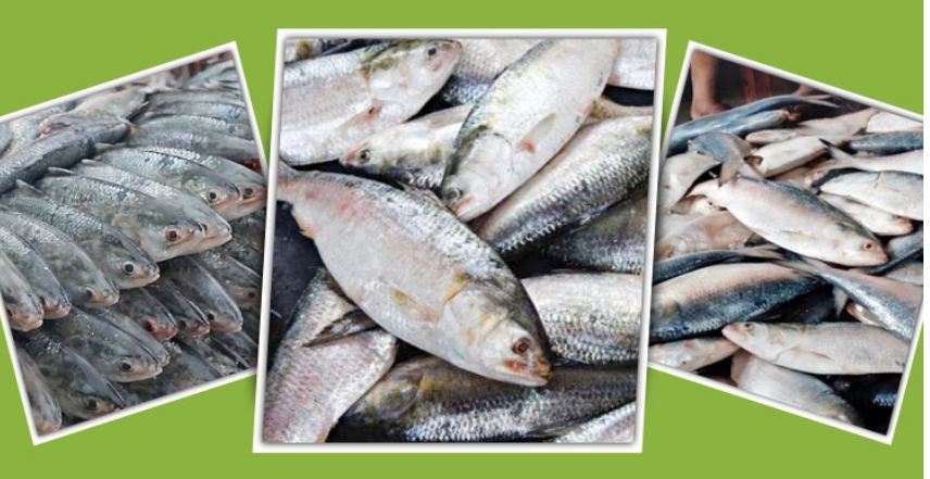 ইলিশ উৎপাদন ও প্রজননে করণীয়