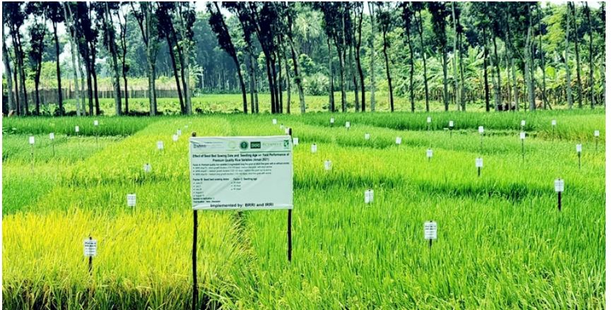 মাঠপরীক্ষায় ব্রি ধান ৭৫’র ফলন হেক্টরপ্রতি ৫ টনের বেশি
