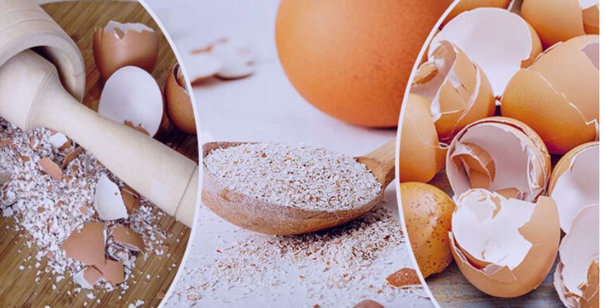 ডিমের খোসা দিয়ে সার তৈরির পদ্ধতি