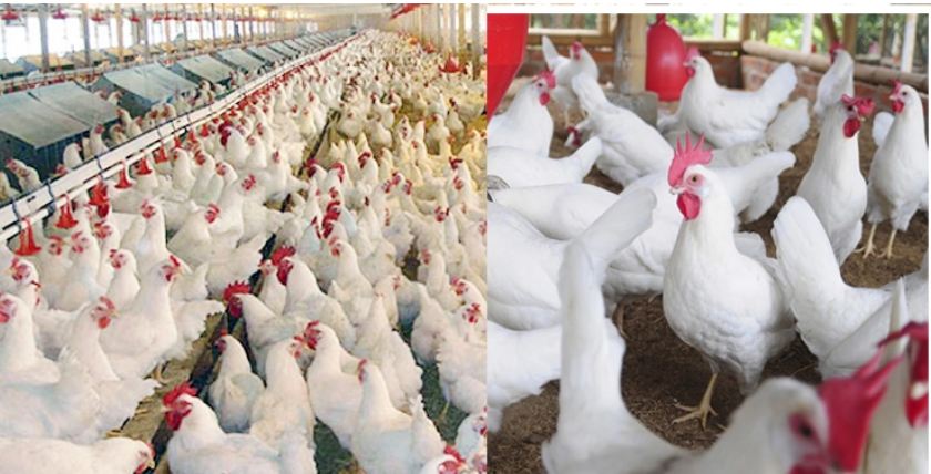 শীতকালে পোল্ট্রি ফার্মের যত্ন নেবেন যেভাবে