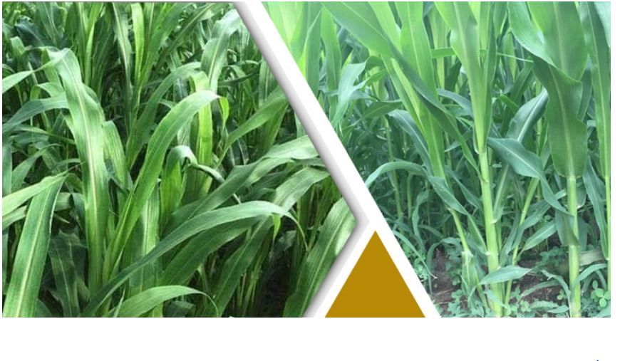 সুদান ঘাস চাষ করবেন যেভাবে