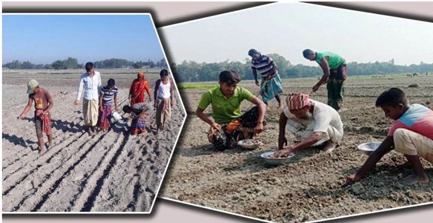 আগাম ভুট্টা চাষে ব্যস্ত চরাঞ্চলের কৃষক