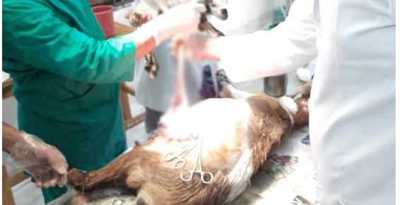 সিলেটে সিজারে ছাগলের বাচ্চা প্রসব