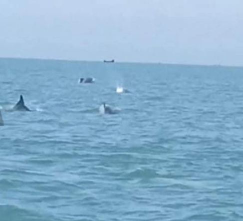 হঠাৎ দেখা গেলো ডলফিনের ঝাঁক