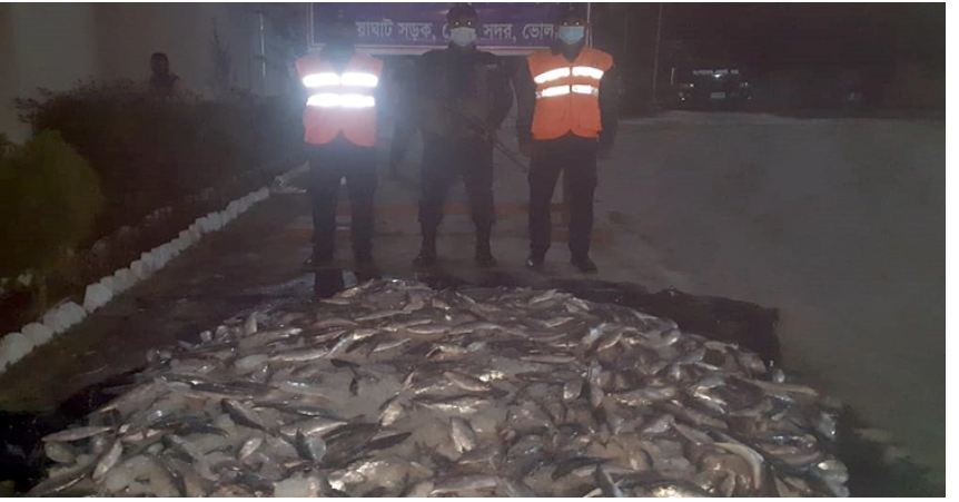 ভোলায় ১০ মণ জাটকা জব্দ