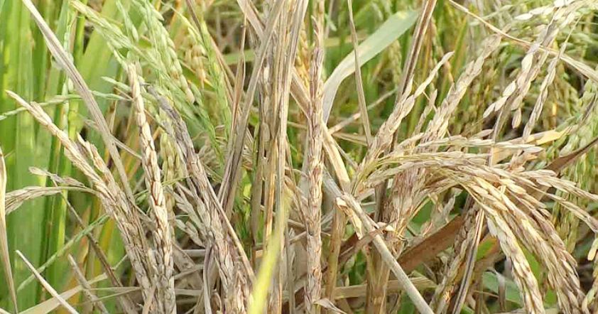 ধানে পোকার আক্রমণে দিশেহারা চাষিরা