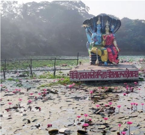 সোহরাওয়ার্দী উদ্যানে নয়নাভিরাম শাপলা