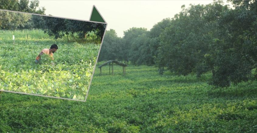 আম বাগানে মাসকলাইয়ের ব্যাপক ফলনের আশা