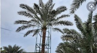 এটাই বাংলাদেশের ‘প্রথম’ সৌদি খেজুর গাছ