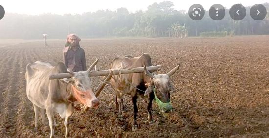 ফরিদপুরে বিলুপ্তির পথে গরু দিয়ে হালচাষ