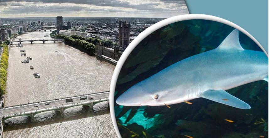 টেমস নদীতে হাঙরের বাসা