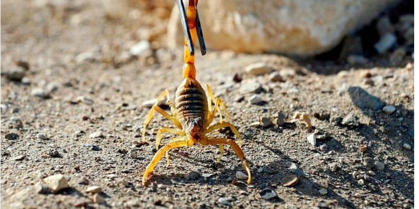 মিশরে বিচ্ছুর কামড়ে ৩ জনের মৃত্যু