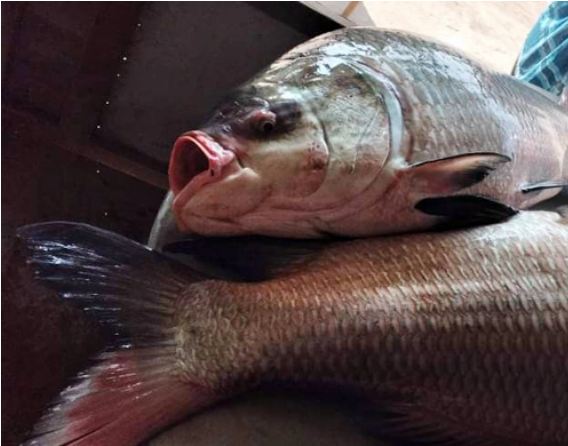 পদ্মায় ধরা পড়লো ৩২ কেজির দুই কাতল, ৪৩ হাজারে বিক্রি