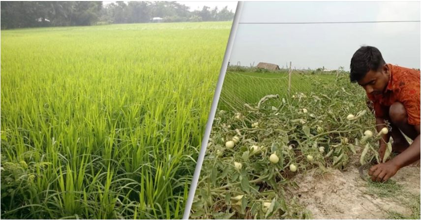 দুর্যোগ মোকাবিলা করে চাষ করছেন দাকোপের কৃষকরা