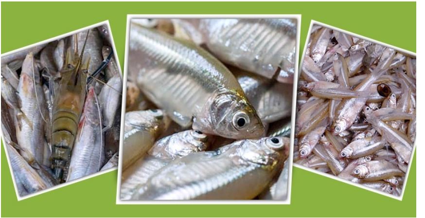 যেভাবে দেশি মাছ সংরক্ষণ ও পরিবহন করবেন