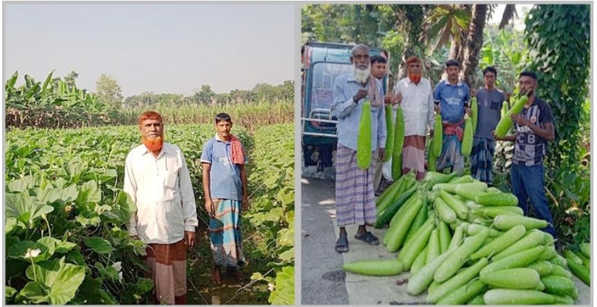 লাউ চাষ করে চার ভাই লাখোপতি