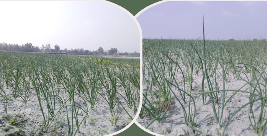 তিস্তার চরে পেঁয়াজের ব্যাপক ফলনের আশায় চাষিরা