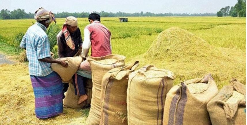 আমন ধান-চাল সংগ্রহ সফল করতে ১৫ নির্দেশনা