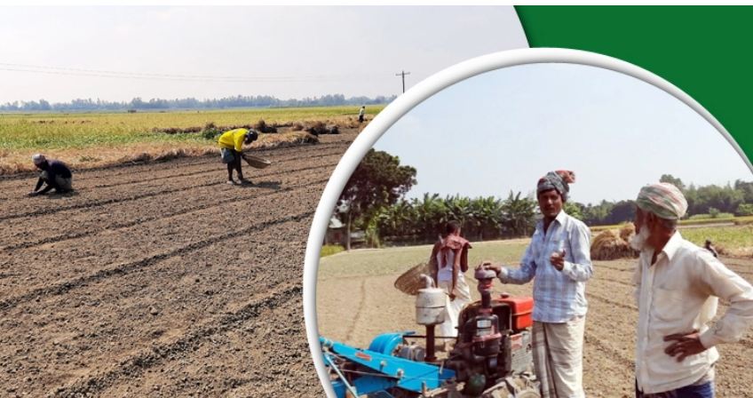 পেঁয়াজের চারা উৎপাদনে ব্যস্ত পাবনার চাষিরা